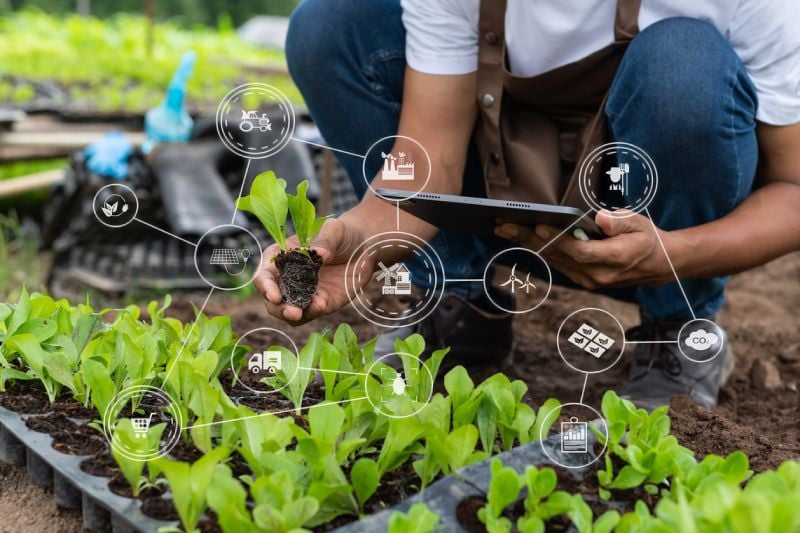 Benefits of Using Advanced Greenhouse Climate Controls for Cannabis Cultivation Benefits of Using Advanced Greenhouse Climate Controls for Cannabis Cultivation